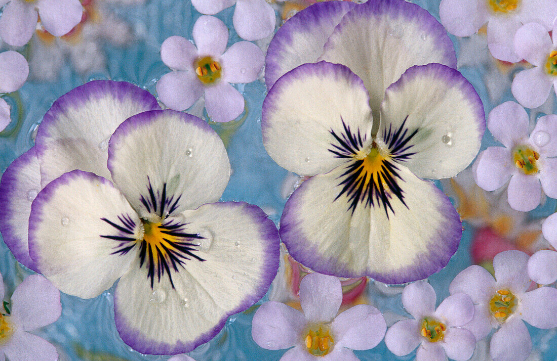 Violas and Bacopa floating on water, Oregon, USA