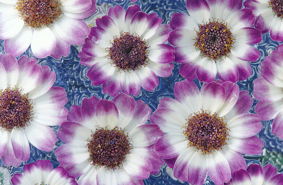 Purple and white daisies floating on water. Southern Oregon coast. USA.