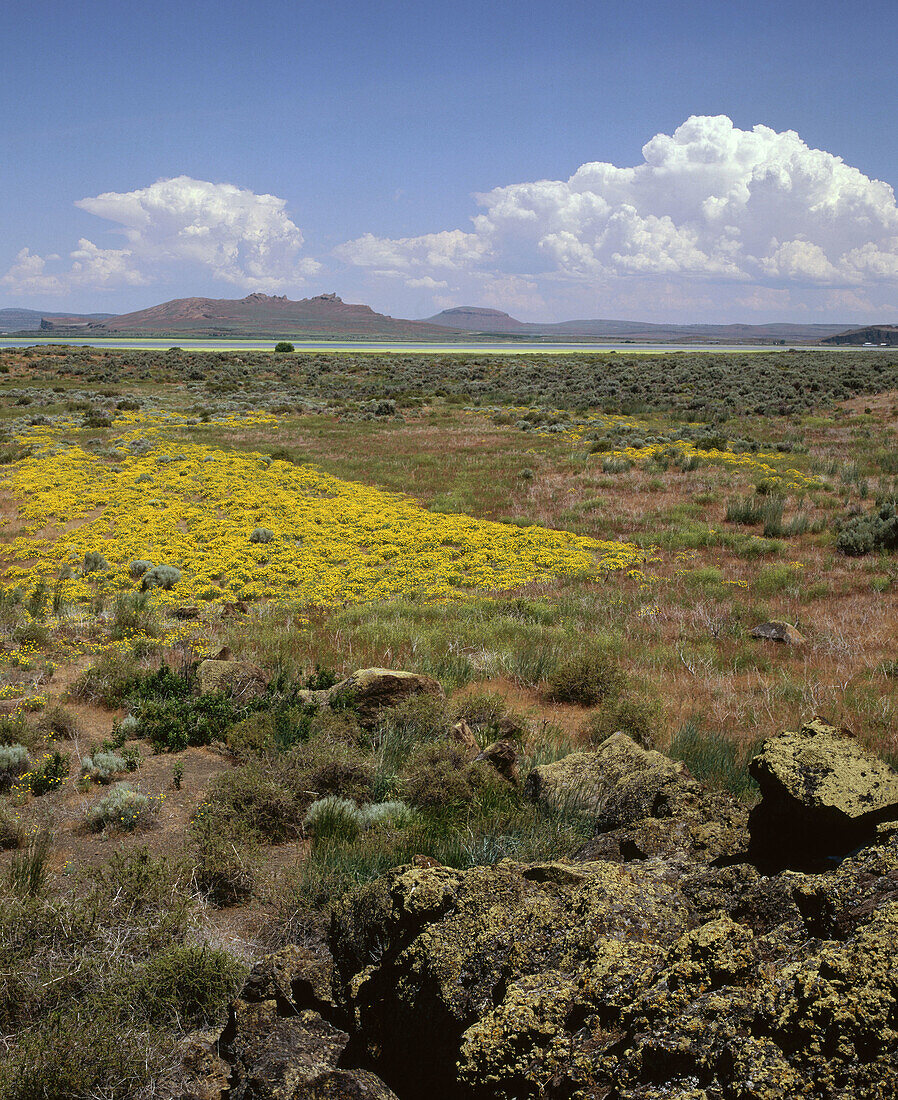 Wildflowers bloom at Tule Lake National Wildlife Refuge. North California, USA