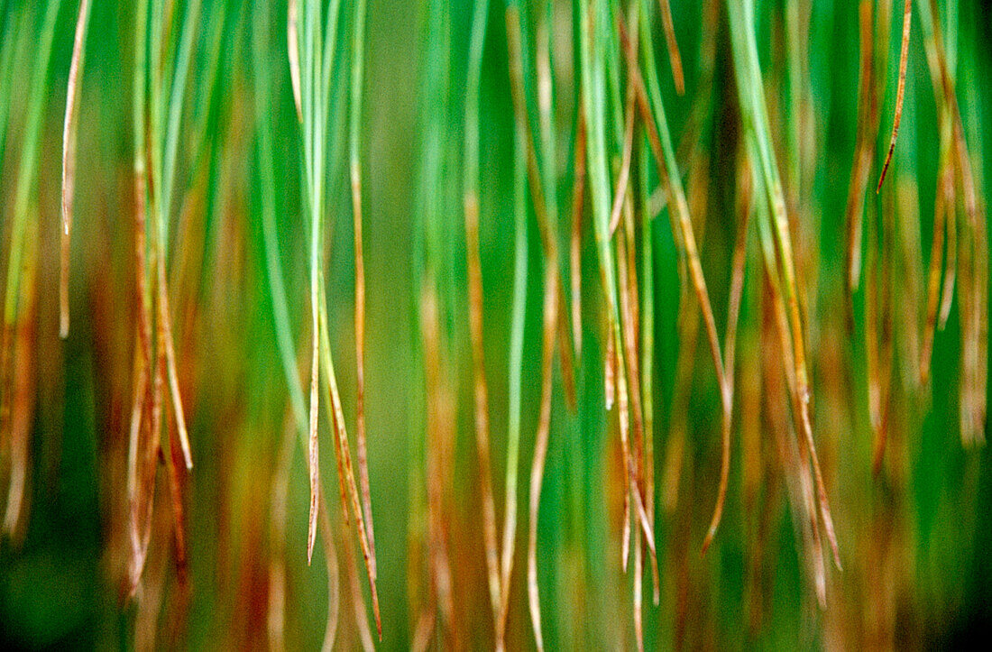 Pine needles hanging from tree branch, Shore Acres State Park. Southern Oregon coast, USA