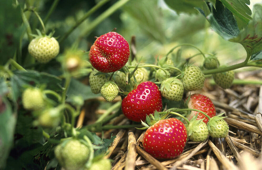 Strawberries