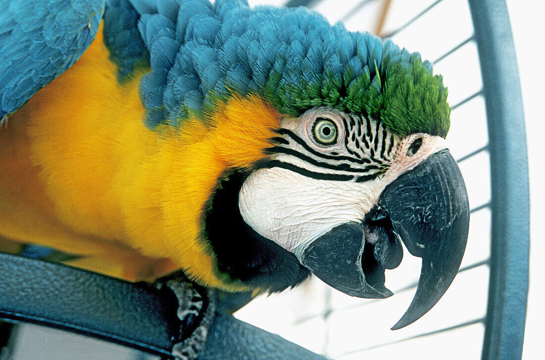 Blue and yellow macaw (Ara ararauna)