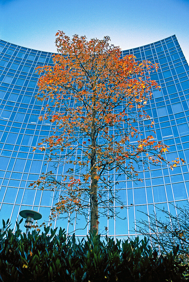 Tree against office building at fall