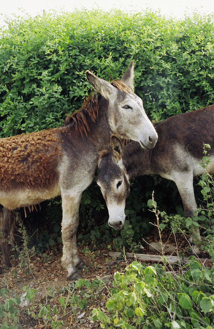 Wild donkeys on the island of St. Maarten. Netherlands Antilles