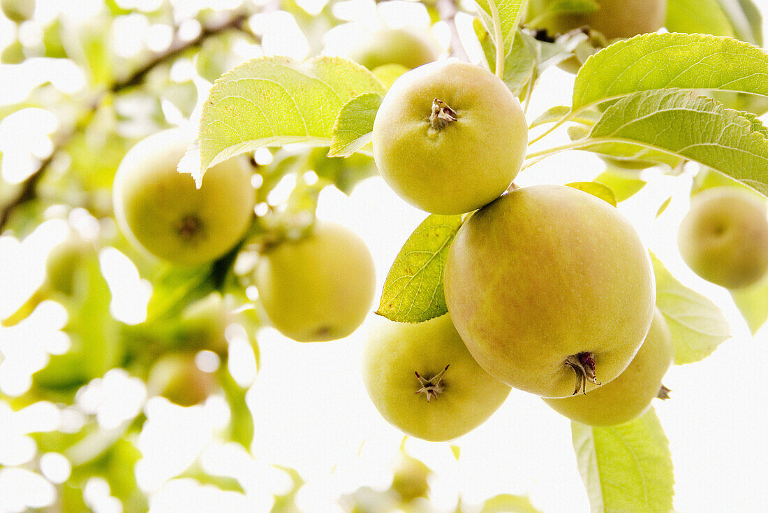  Agricultural, Agriculture, Aliment, Aliments, Apple, Apples, Color, Colour, Crop, Crops, Cultivated, Europe, European, Exotic, Farming, Field, Fields, Food, Foodstuff, Fruit tree, Fruit trees, Fruits, Golden Delicious, Green, Hanging, Horizontal, Orchard