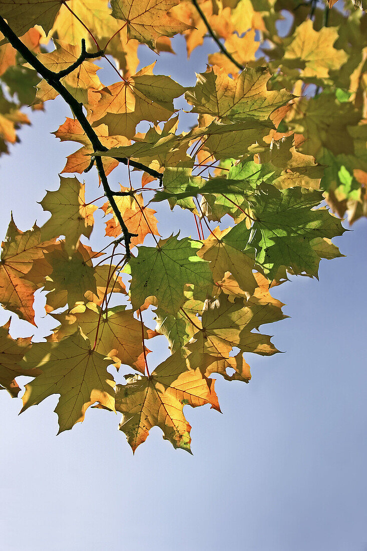 fall leaves on tree