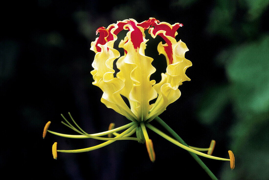 Glory lily (Gloriosa superba). Family: Liliaceae. A young flower of the glory lily. It is a seasonal climber with extremely attractive flowers. The flowers are greenish yellow to begin with and as they mature the corolla becomes dark red