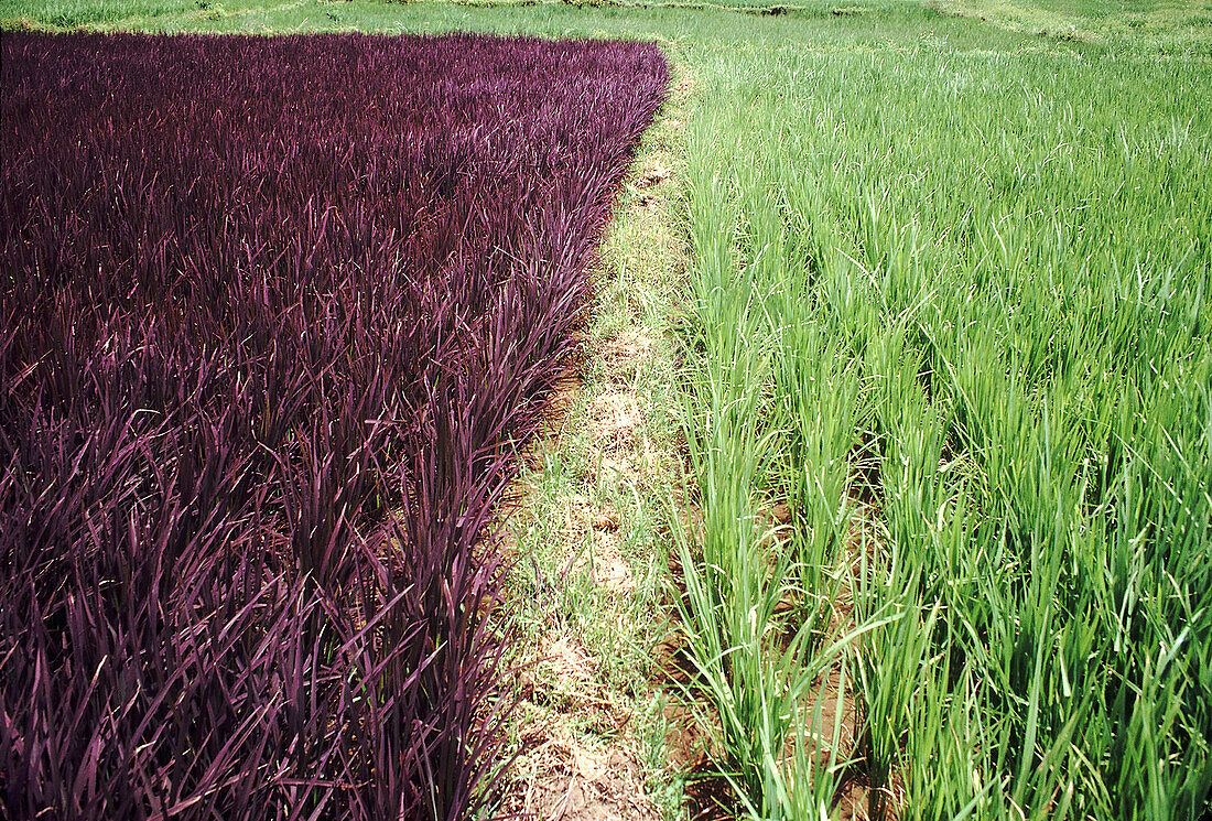 Purple rice and normal rice. Purple rice variety where the leaves are purple instead of green along with normal rice. India