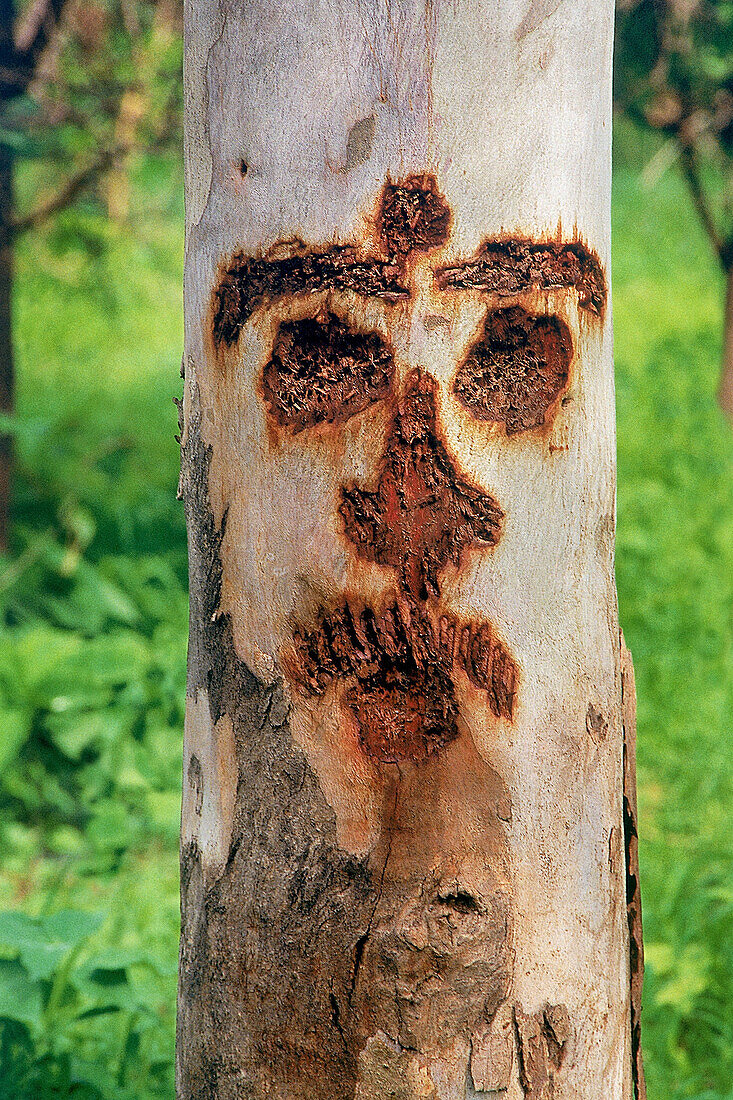 Carved face on a tree trunk