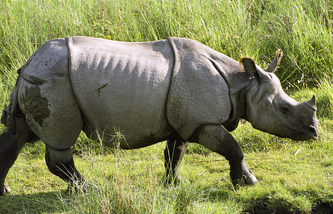 Indian One-horned Rhino (Rhinoceros unicornis). Royal Chitwan National Park. India