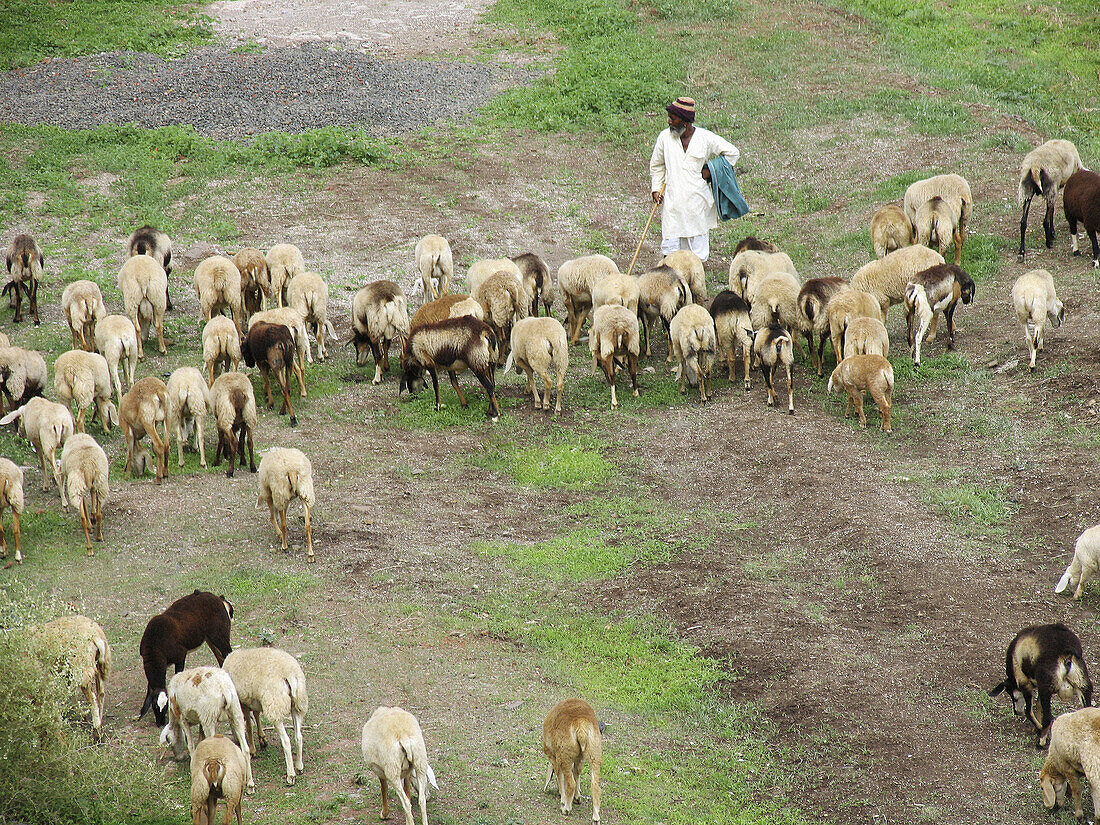 Shepherd. Maharashtra, India