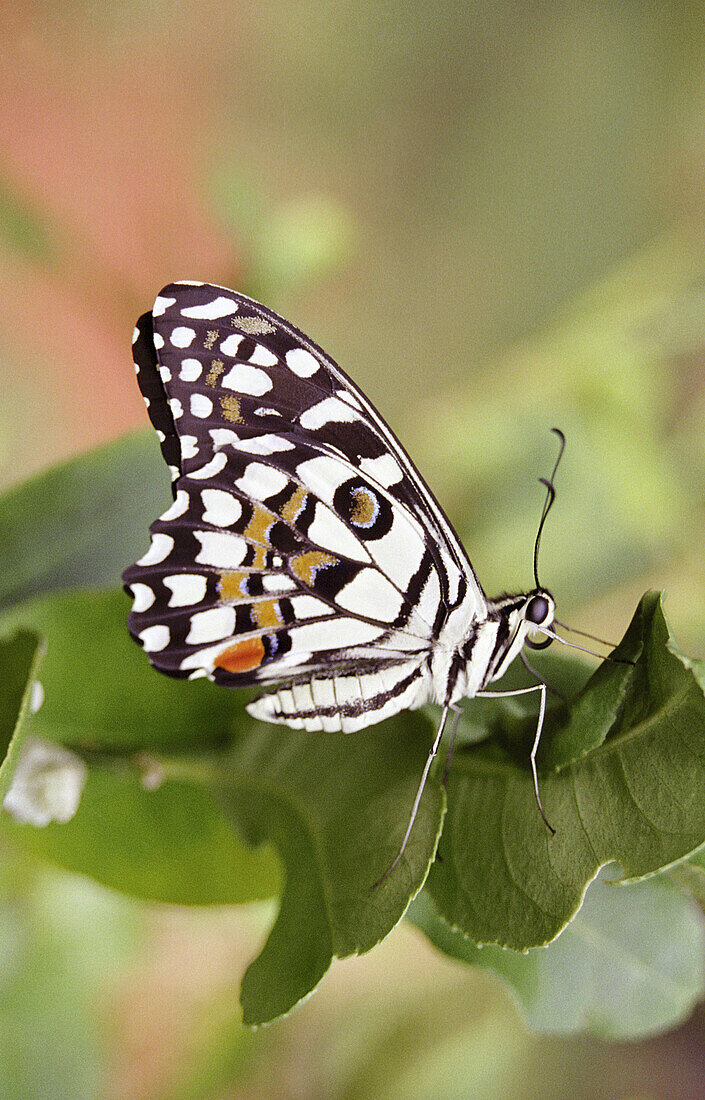 Lime Butterfly (Papilio demoleus malayanus). Maharashtra. India