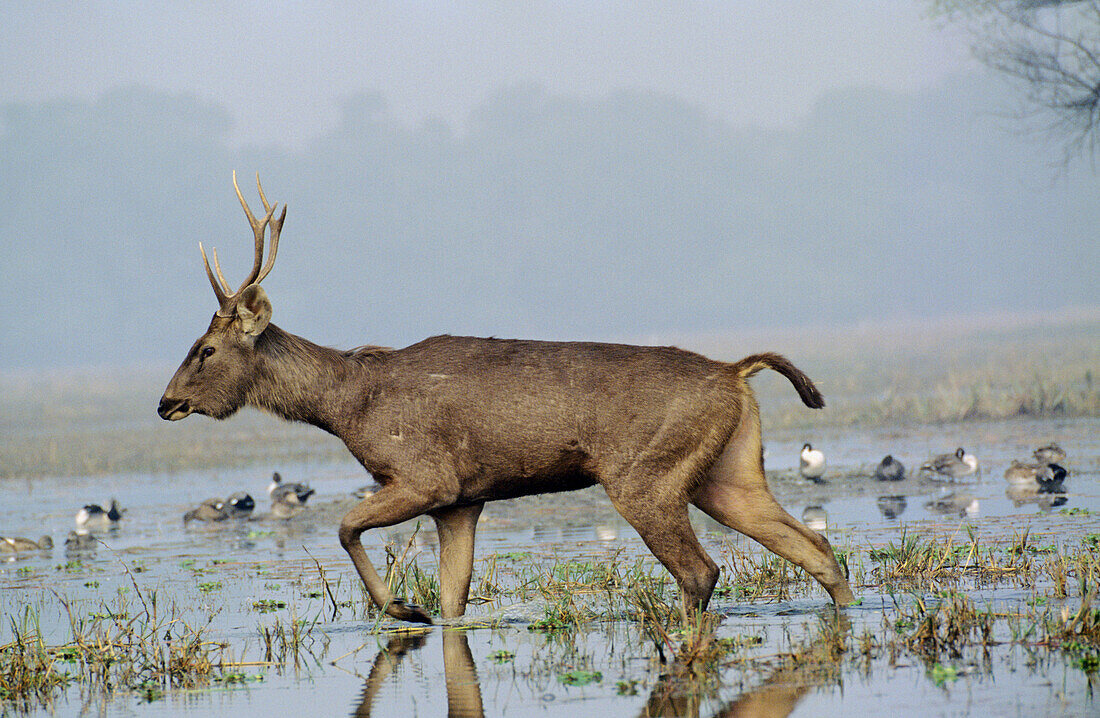 Sambar Deer male (Cervus unicolor), Keoladev National Park. Bharatpur, Rajasthan, India