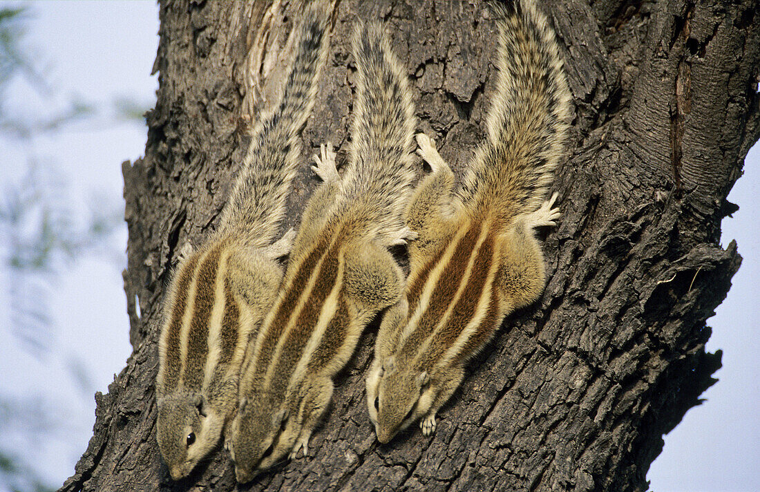Threestrriped palm squirrel (Funambulus palmarum), Keoladev National Park. Bharatpur, Rajasthan, India