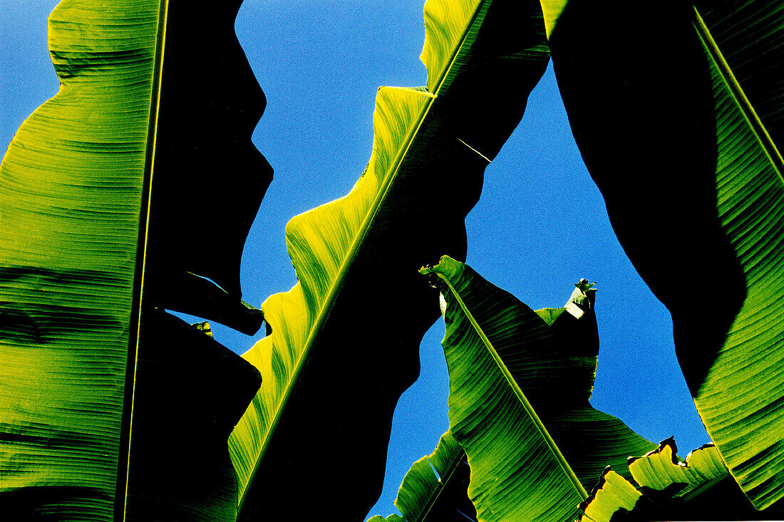 Leaves of banana palm trees. Venezuela