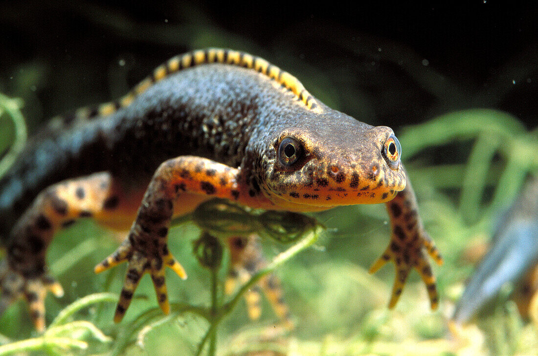 Alpine Newt (Triturus alpestris), male. Picos de Europa, Spain