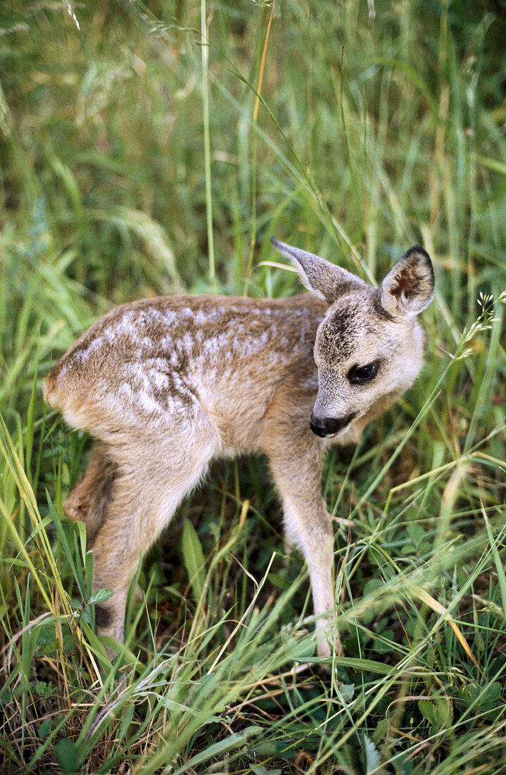 Roe Deer (Capreolus capreolus) young. Cantabria, Spain