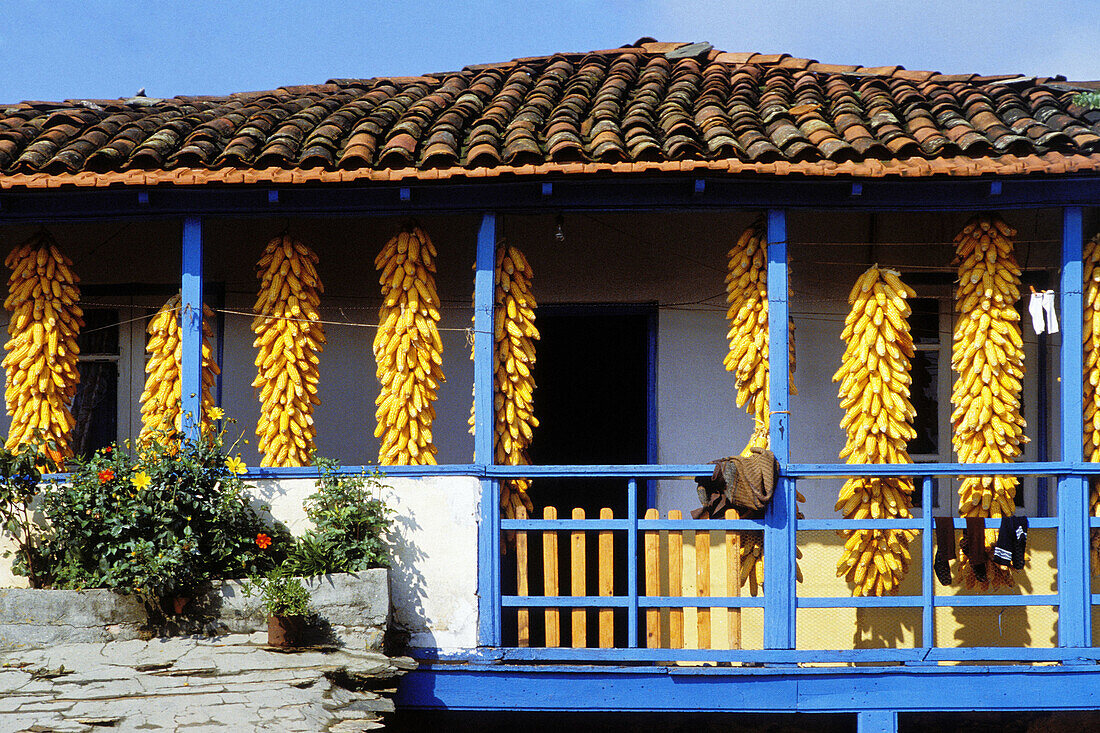 Drying corn at home. Orense province. Spain