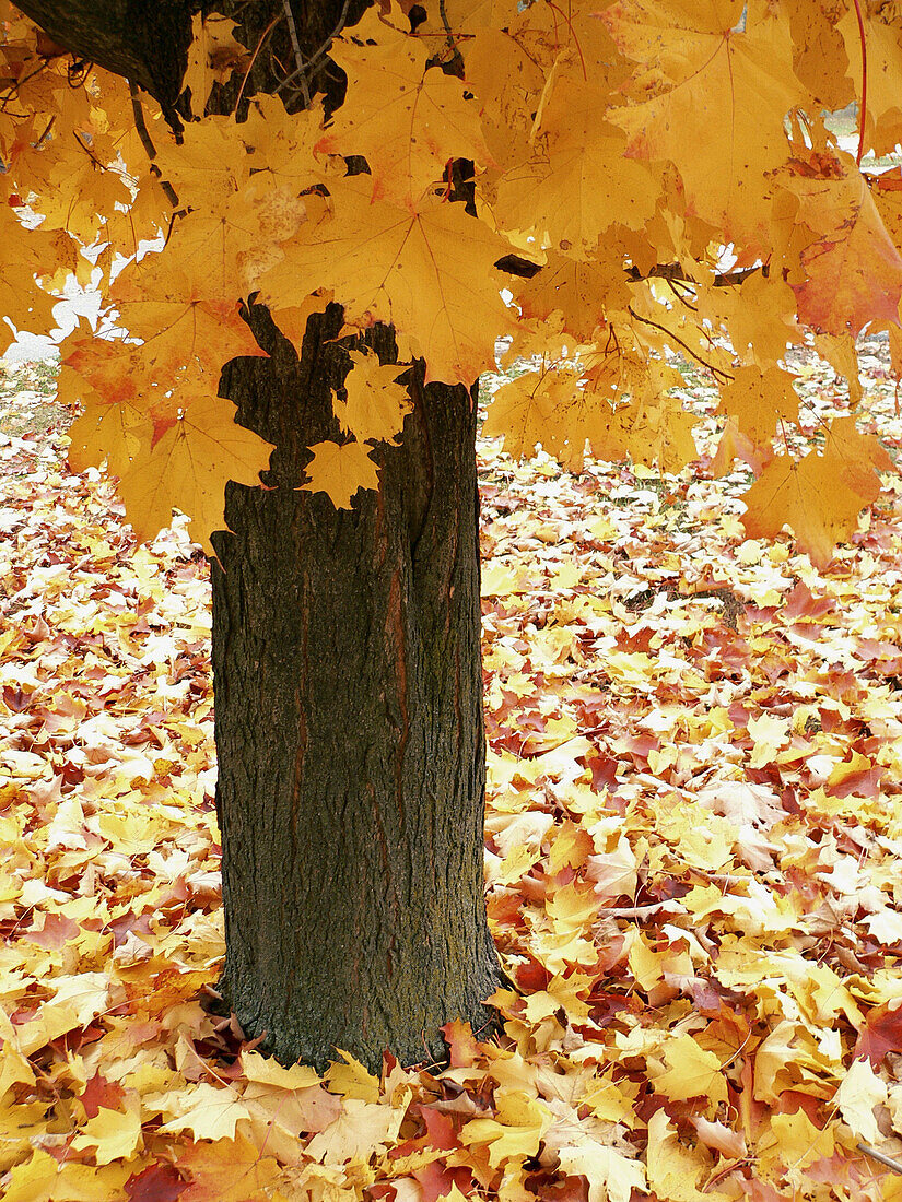 Autumn in Georgetown. Ontario, Canada