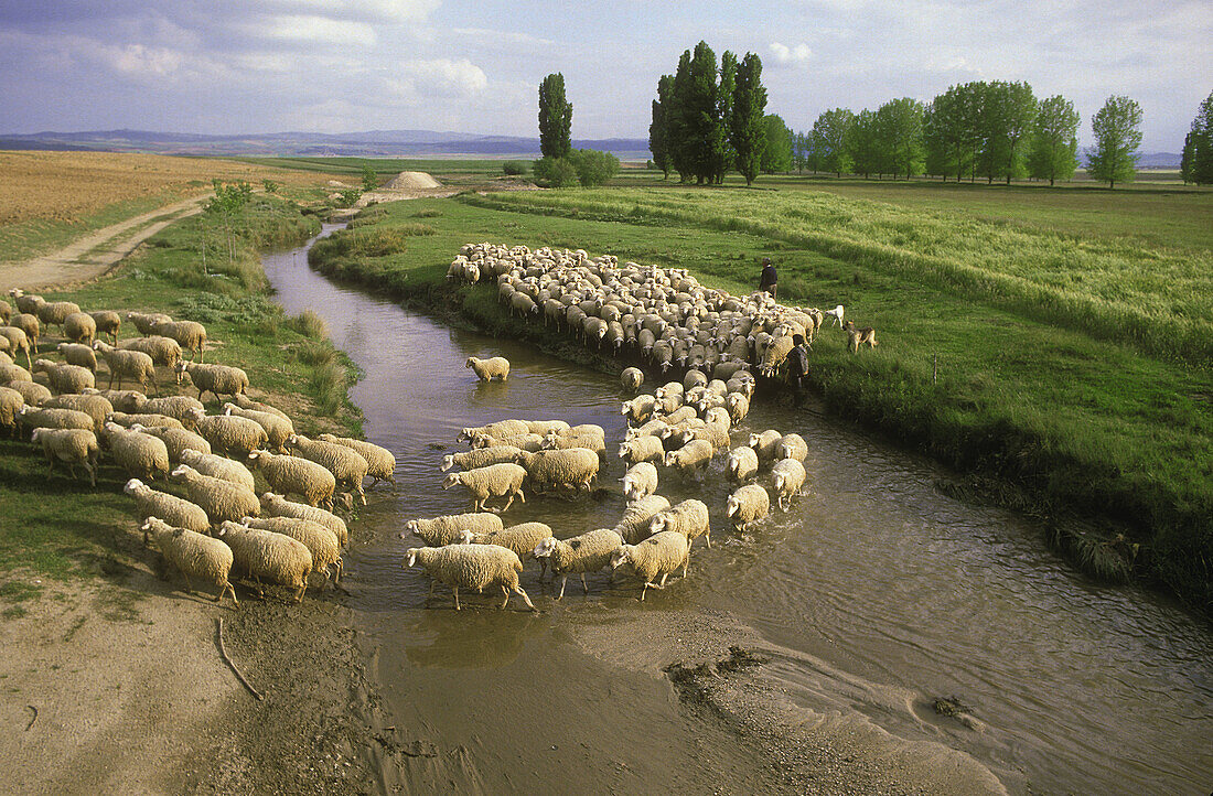 Sheep Herd. Salamanca. Spain