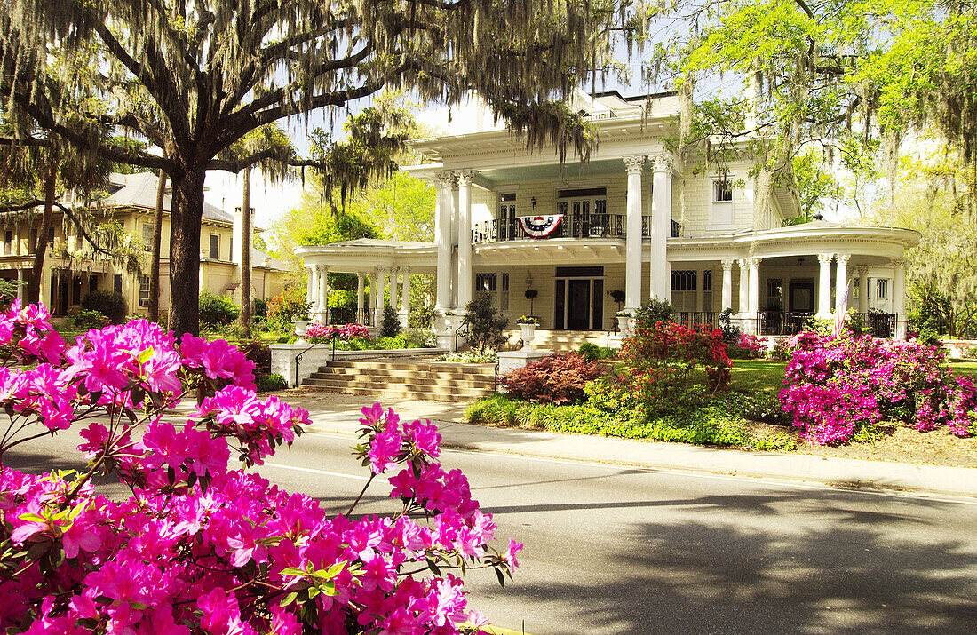 Azalea blossoms and Victorian homes. Savannah. Georgia. USA