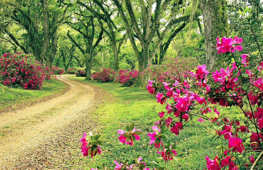 Catalpa Plantation driveway and forest near St. Francisville, Louisianna, USA