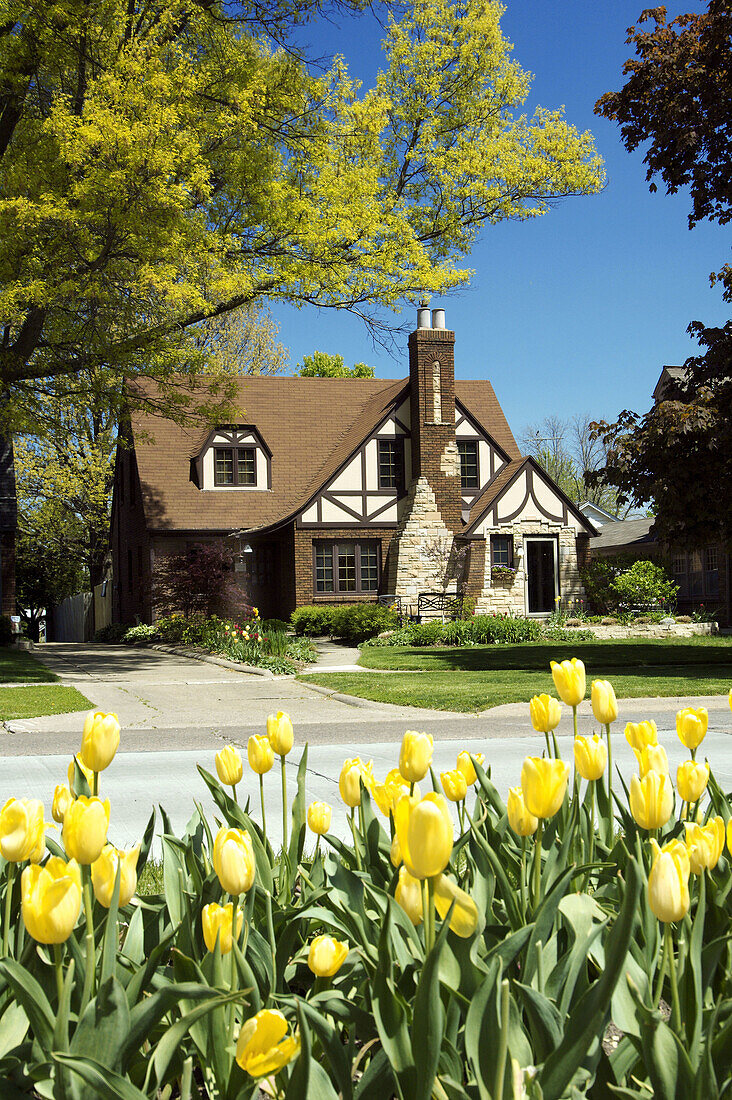 Yellow tulips and a home in Pella Iowa, USA.