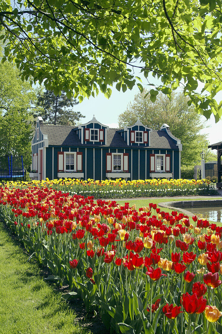 A spring tulip garden in the Historical Dutch Village in Pella, Iowa, USA.