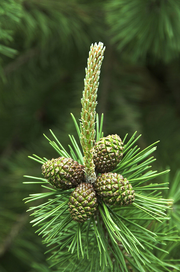New spring pine tree shoots with pine cones in Winnipeg, Manitoba Canada.