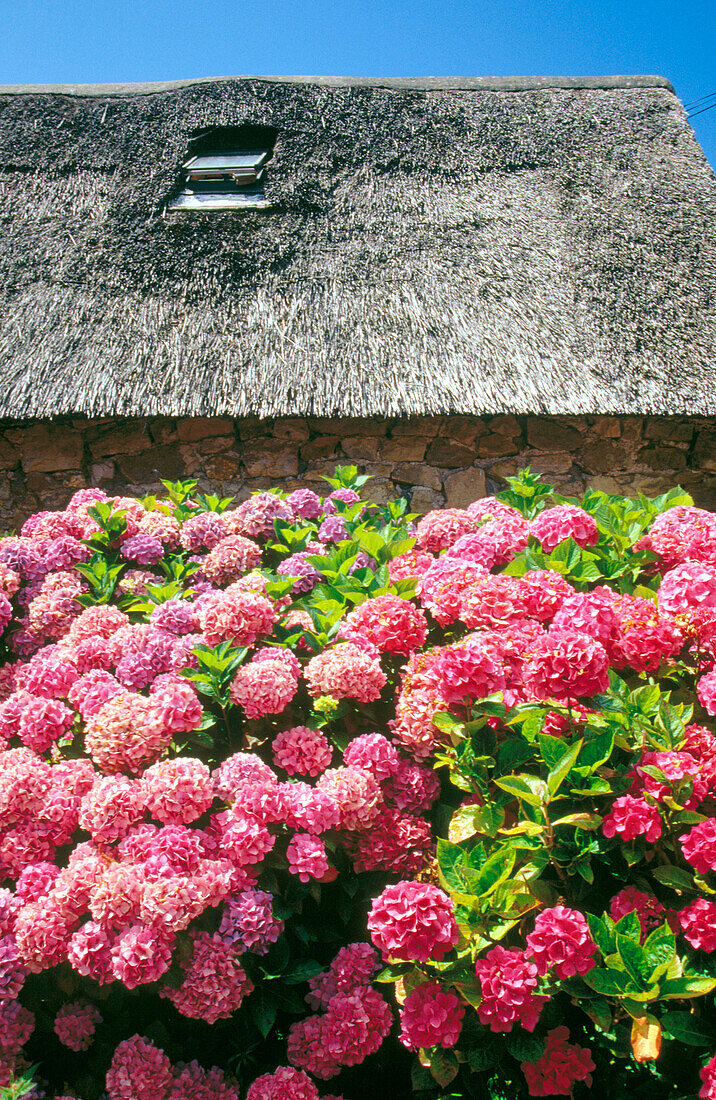 Häuschen und Blumen in Saint Hernot in der Bretagne. Frankreich