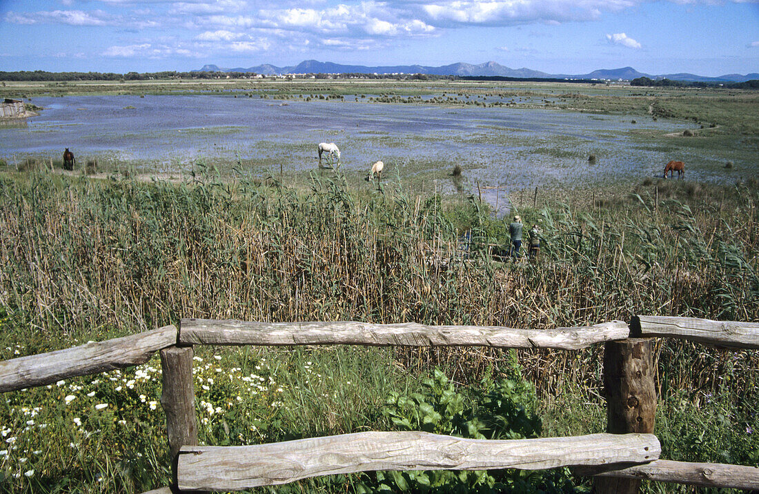 Naturpark S Albufera. Muro. Mallorca, Balearische Inseln. Spanien