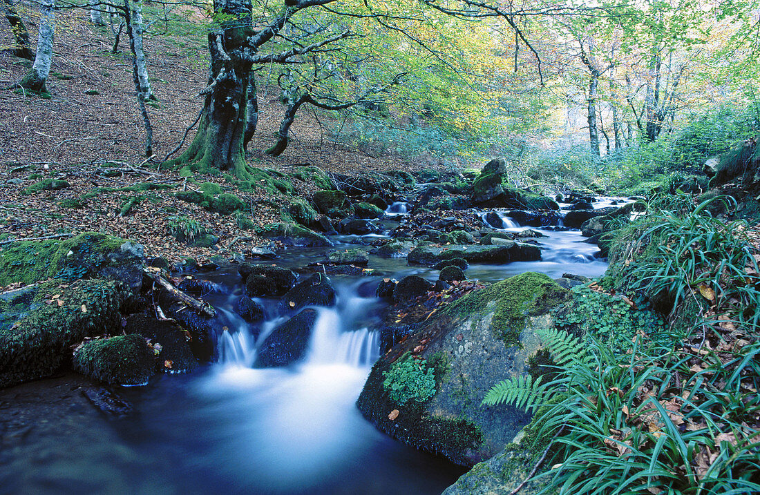 Irati-Fluss und Buchenwald. Ochagavía. Navarra. Spanien