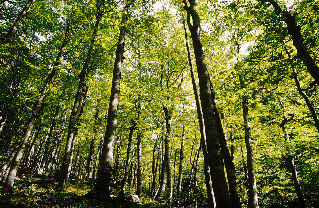 Buchenholz. Fagus sylvatica. Ordesa-Tal. Pyrenäen-Gebirge. Provinz Aragón. Spanien