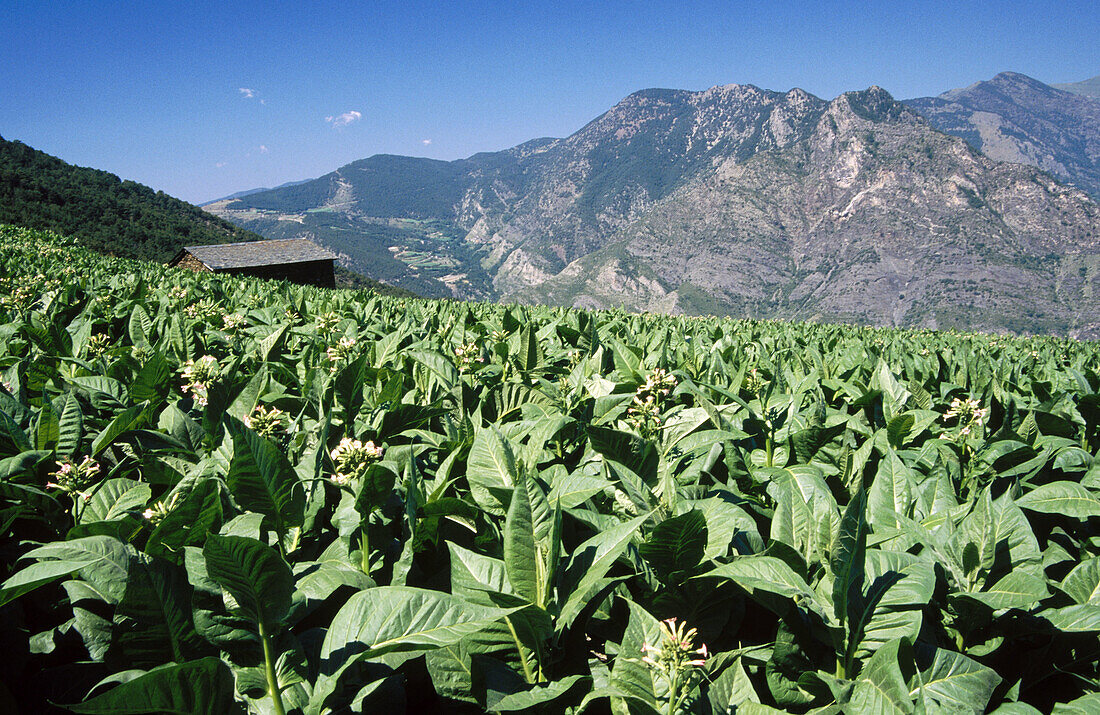 Tobacco fields. Entremesaigües. Escaldes. Pyrenees mountains. Andorra.