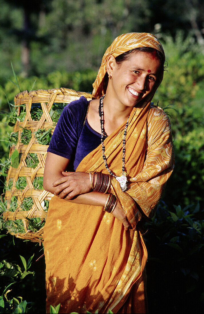 Teefelder, Gwaldam. Himalaya Kumaon. Uttar Pradesh. Indien