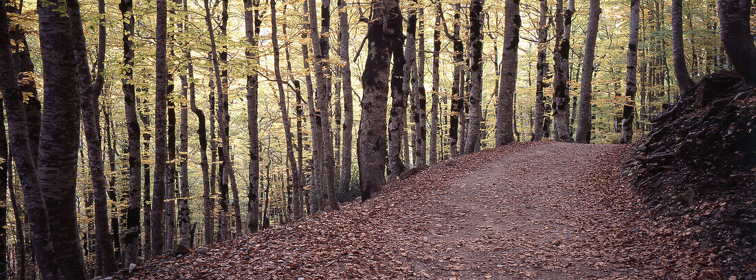 Bosque de las Hayas Straße. Ordesa-Tal. Ordesa-Nationalpark und Monte Perdido. Pyrenäen. Huesca. Aragonien. Spanien