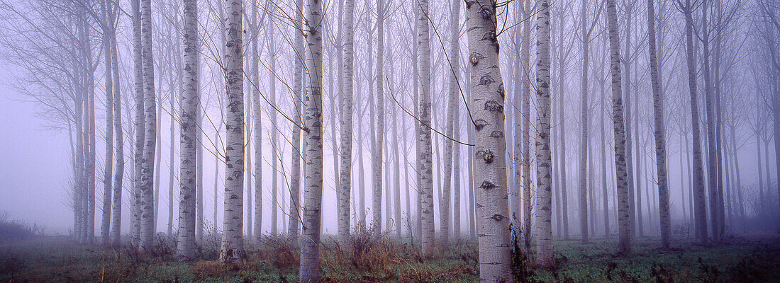 Weißpappel-Plantage (Populus Alba). Girona. Katalunien. Spanien