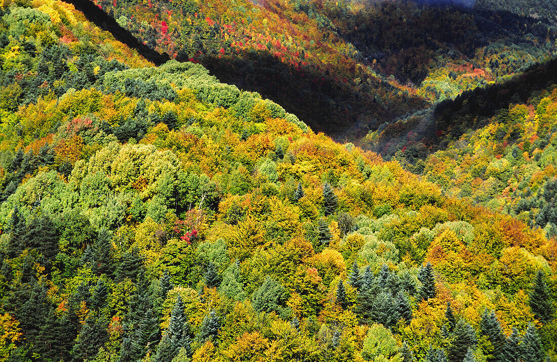 Laubmischwald. In der Nähe von Fanlo. Schutzgebiet des Ordesa NP und des Monte Perdido. Pyrenäen. Provinz Huesca. Aragonien. Spanien