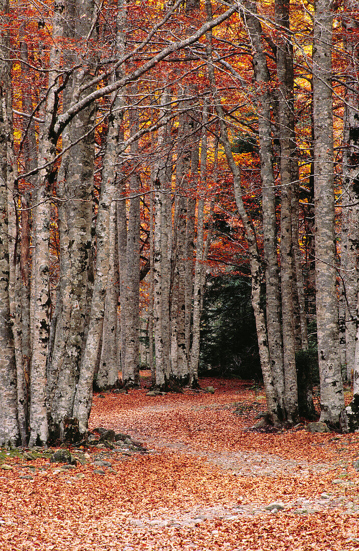 Buchenwald (Fagus Sylvatica). Añisclo-Tal. Ordesa NP und Monte Perdido. Pyrenäen. Provinz Huesca. Aragonien. Spanien