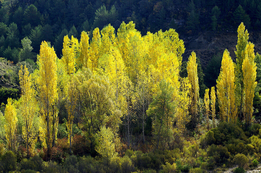 Weißpappeln (Populus Alba). Isábena-Tal. Pirineo Aragonés. Provinz Huesca. Spanien