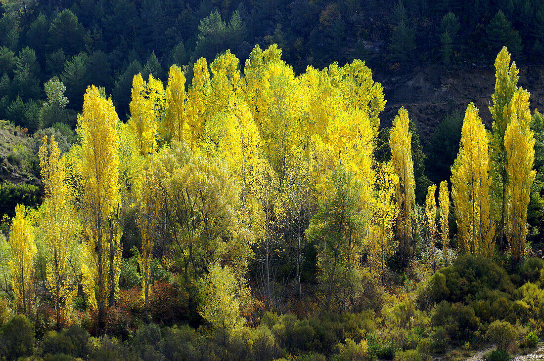 White Poplars trees (Populus Alba). Isábena valley. Pirineo Aragonés. Huesca province. Spain.