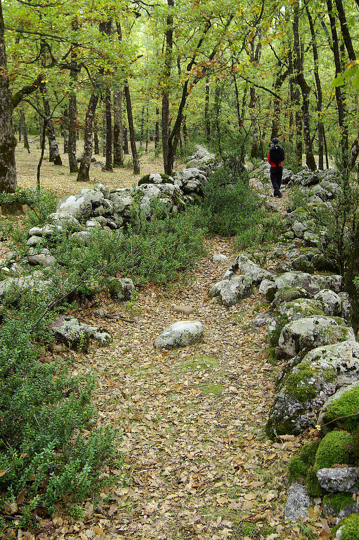 Bosque de Transás. Pirineo Aragonés. Provinz Huesca. Spanien