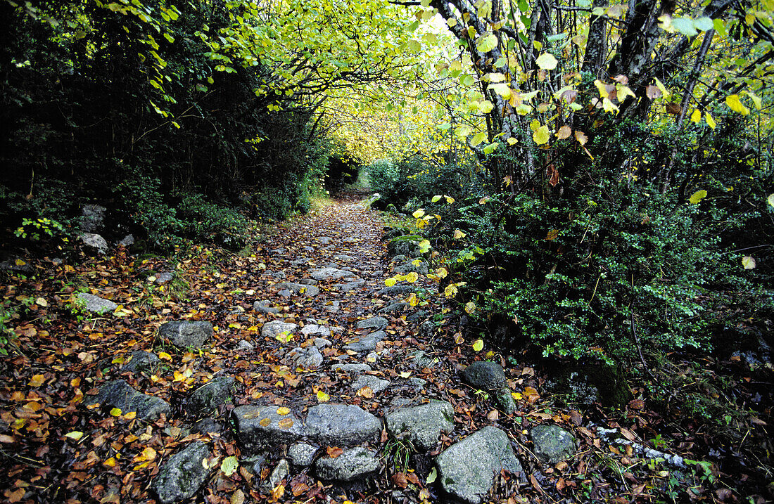 Ruta de la Llúdriga (Straße G.R.11). Parc Nacional d Parc Nacional d Aigüestortes i Estany de Sant Maurici. Vall de Boí. Pyrenäen. Provinz Lleida. Spanien