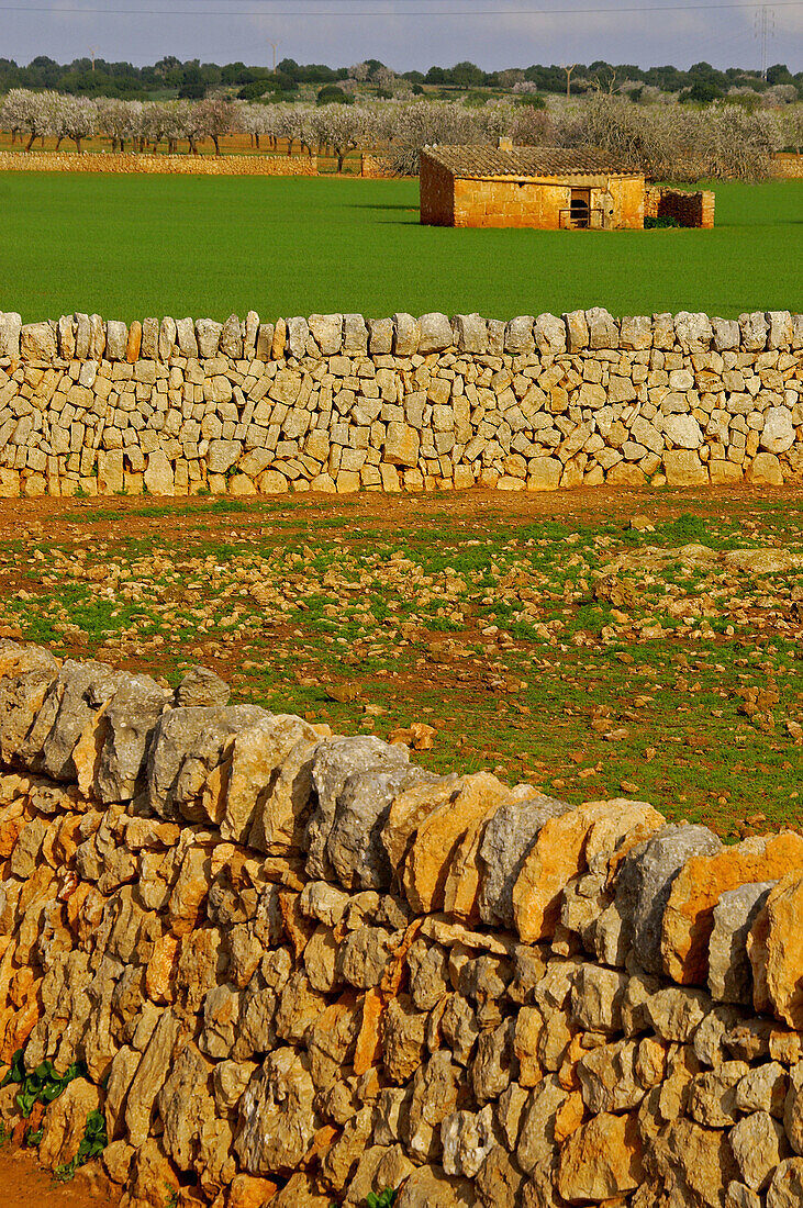 Wall and hut. Near Santanyi. Migjorn. Mallorca. Baleares. Spain.