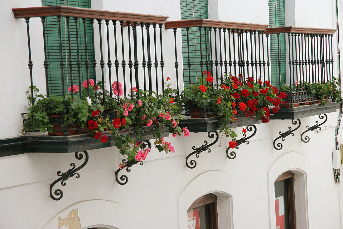 Balcones con maceteros con flores. Vejer de la Frontera. (Cádiz). Spain