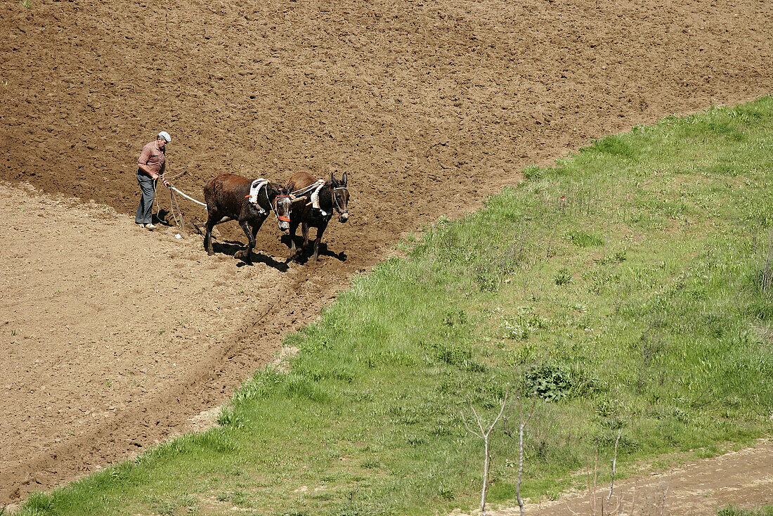 Farmer ploughing with two mules.