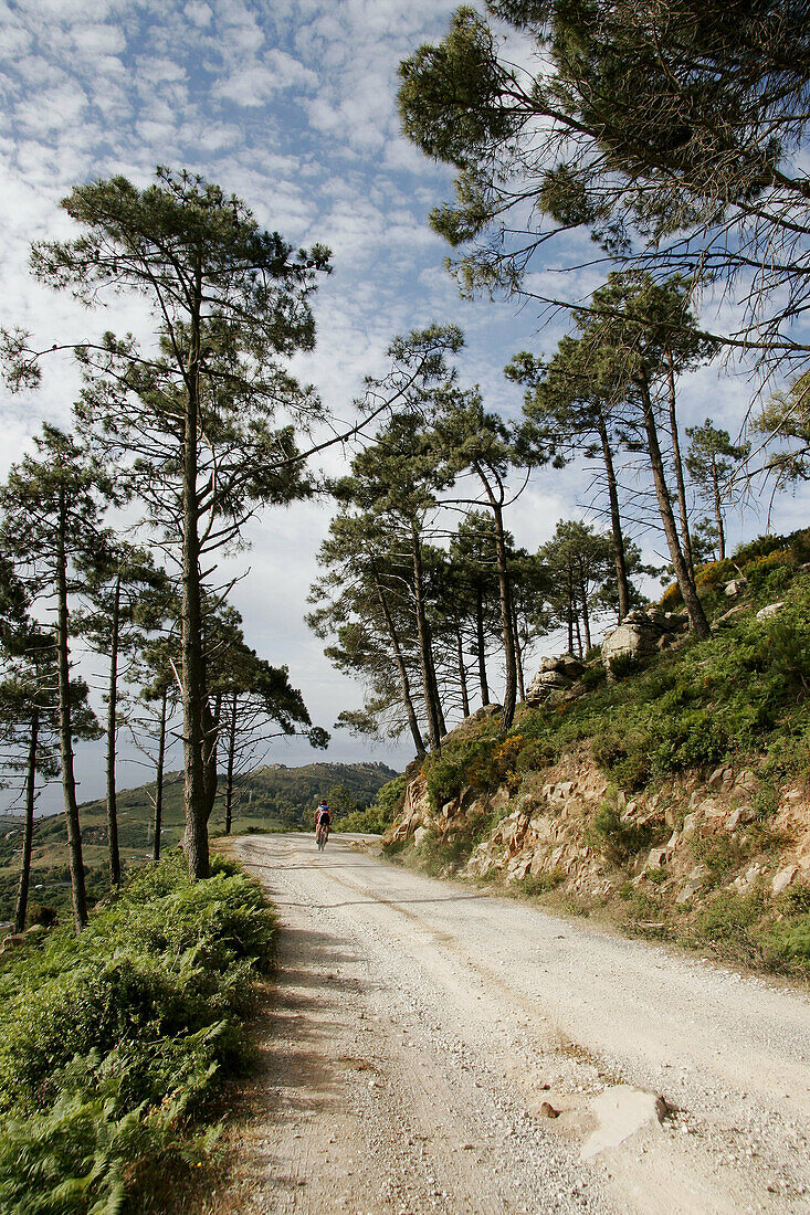 Los Alcornocales Natural Park. Cádiz province, Andalusia. Spain