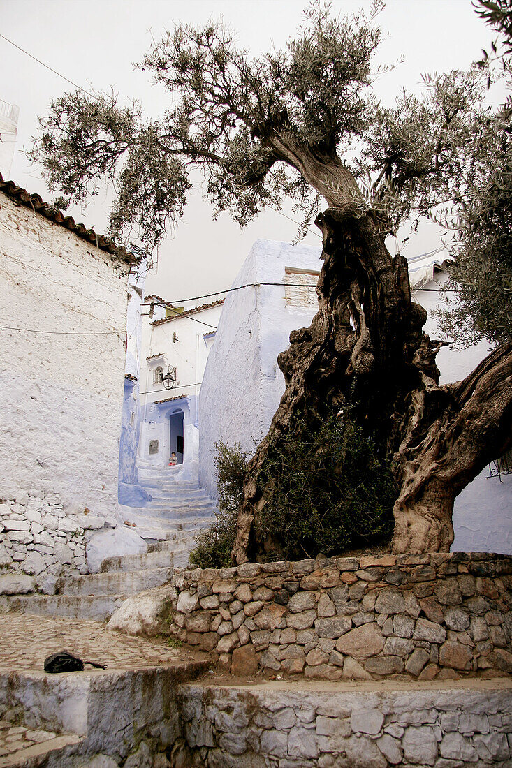 Olive tree and typical street in Chefchaouen, Morocco.