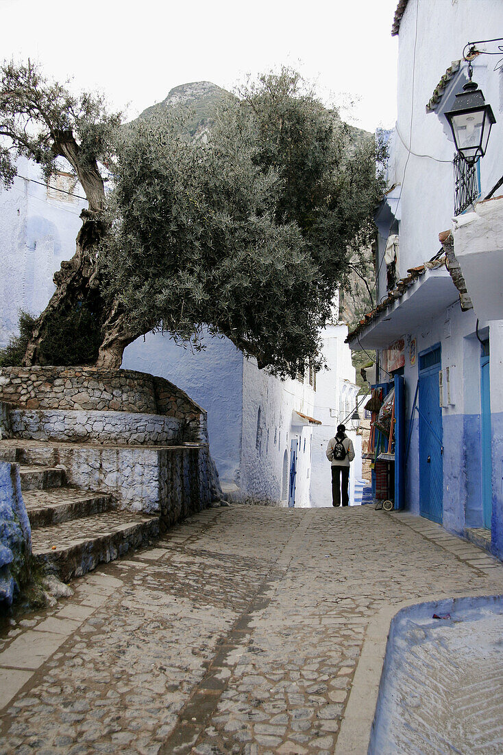 Olive tree in typical street in Chefchaouen. Morocco