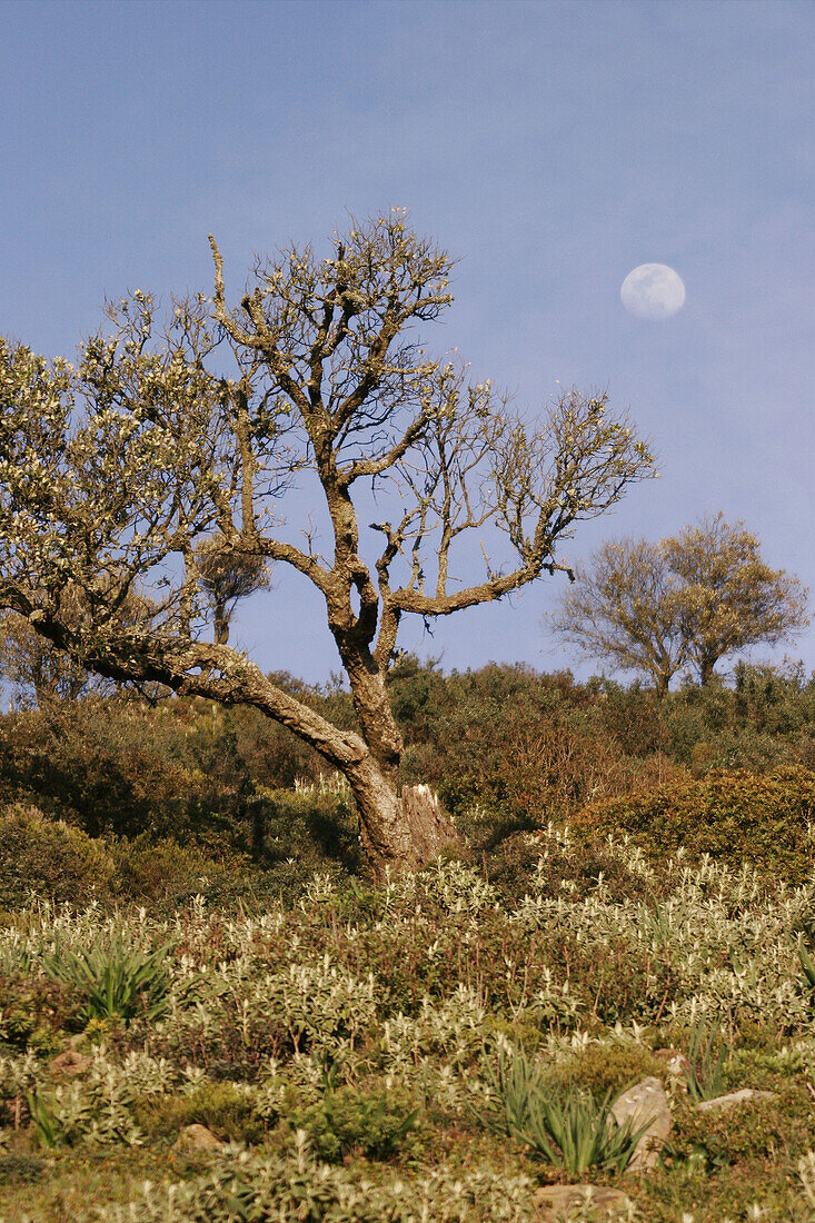 Tree and moon. Parque natural de los Alcornocales, Tarifa. Cádiz province. Andalucía. Spain.